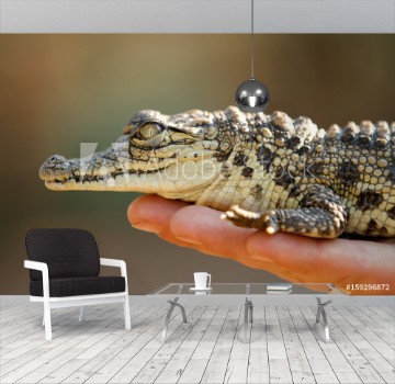 Picture of baby croc